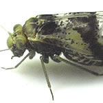 Photo of Loensia fasciata