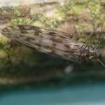 Photo of Philotarsus picicornis