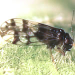 Photo of Propsocus pulchripennis