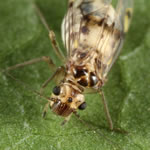 Photo of Psocus bipunctatus