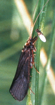 Hydropsyche Fulvipes Adult (Ian Wallace)