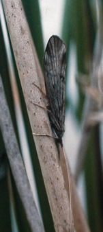 Odontocerum Albicorne Adult on Juncus (Ian Wallace)