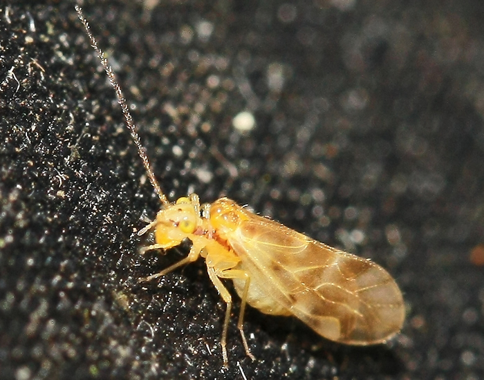 National Barkfly (Outdoor Psocoptera) Recording Scheme