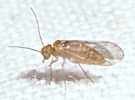 National Barkfly (Outdoor Psocoptera) Recording Scheme