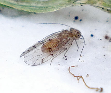 National Barkfly (Outdoor Psocoptera) Recording Scheme