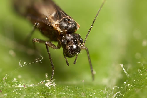 National Barkfly (Outdoor Psocoptera) Recording Scheme