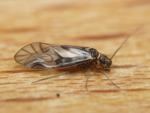 National Barkfly (Outdoor Psocoptera) Recording Scheme