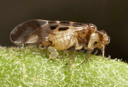 National Barkfly (Outdoor Psocoptera) Recording Scheme