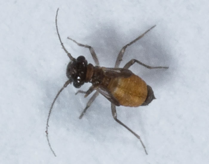 National Barkfly (Outdoor Psocoptera) Recording Scheme